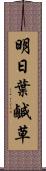 明日葉 Scroll
