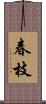 春枝 Scroll