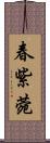 春紫菀 Scroll