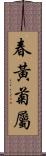 春黃菊屬 Scroll