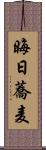 晦日蕎麦 Scroll