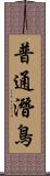 普通潛鳥 Scroll
