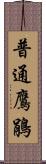 普通鷹鵑 Scroll