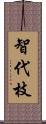 智代枝 Scroll