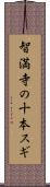 智満寺の十本スギ Scroll