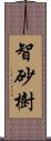 智砂樹 Scroll