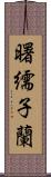 曙繻子蘭 Scroll