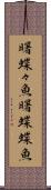 曙蝶々魚 Scroll