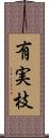 有実枝 Scroll