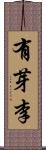 有芽李 Scroll