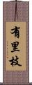 有里枝 Scroll