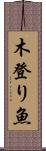 木登り魚 Scroll