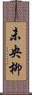 未央柳 Scroll