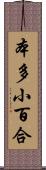 本多小百合 Scroll
