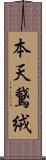 本天鵞絨 Scroll