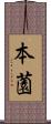 本薗 Scroll