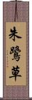 朱鷺草 Scroll