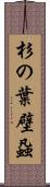 杉の葉壁蝨 Scroll