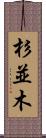 杉並木 Scroll