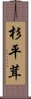 杉平茸 Scroll