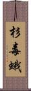 杉毒蛾 Scroll