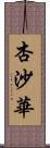 杏沙華 Scroll