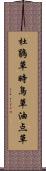 杜鵑草 Scroll
