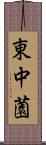 東中薗 Scroll