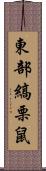 東部縞栗鼠 Scroll