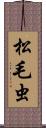 松毛虫 Scroll