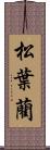 松葉藺 Scroll