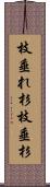 枝垂れ杉 Scroll