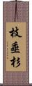 枝垂杉 Scroll