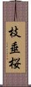 枝垂桜 Scroll