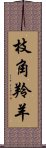 枝角羚羊 Scroll