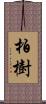 柏樹 Scroll