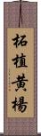 柘植 Scroll