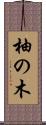 柚の木 Scroll