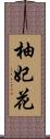 柚妃花 Scroll