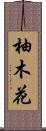 柚木花 Scroll