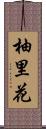 柚里花 Scroll