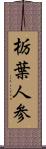 栃葉人参 Scroll