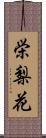 栄梨花 Scroll