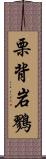栗背岩鷚 Scroll