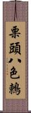 栗頭八色鶇 Scroll