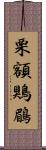 栗額鶪鶥 Scroll