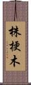 株梗木 Scroll