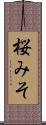 桜みそ Scroll