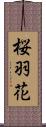 桜羽花 Scroll