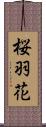 桜羽花 Scroll